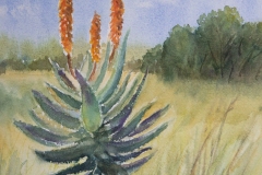 Aloe-Plant-by-Karin-Atherstone