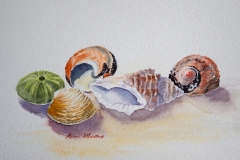 Sea-Shells-by-Karin-Atherstone