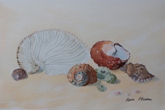 Sea-shells-by-Karin-Atherstone