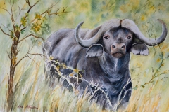 Buffalo-by-Karin-Atherstone