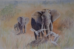 Elephant-by-Karin-Atherstone