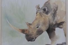 White-Rhinoceros-by-Karin-Atherstone